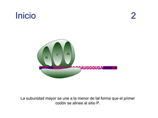 Inicio 2
La subunidad mayor se une a la menor de tal forma que el primer
codón se alinee al sitio P.
 