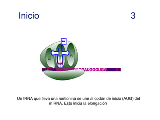 Inicio 3
Un tRNA que lleva una metionina se une al codón de inicio (AUG) del
m RNA. Esto inicia la elongación
 