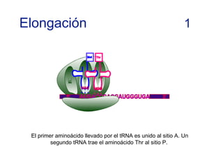 El primer aminoácido llevado por el tRNA es unido al sitio A. Un
segundo tRNA trae el aminoácido Thr al sitio P.
Elongación 1
 