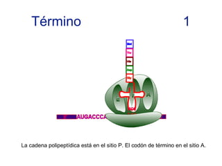 La cadena polipeptídica está en el sitio P. El codón de término en el sitio A.
Término 1
 