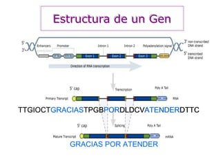 Estructura de un GenEstructura de un Gen
potenciador
TTGIOCTGRACIASTPGBPORDLDCVATENDERDTTCTTGIOCTGRACIASTPGBPORDLDCVATENDERDTTC
GRACIAS POR ATENDER
 