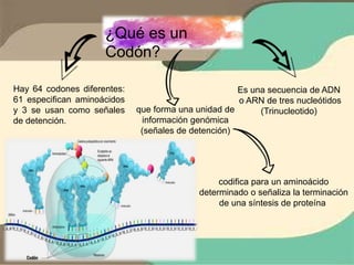 CODIGO GENETICO Y SINTESIS PROTEICA. 1ER AÑO DE MEDICINA | PPTX