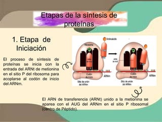 CODIGO GENETICO Y SINTESIS PROTEICA. 1ER AÑO DE MEDICINA | PPTX