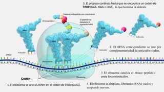 codigo genetico transcripción y traducción | PPTX