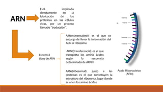 EL CODIGO GENETICO Y LA TRANSCRIPCION EN CELULAS | PPTX