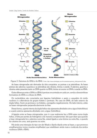 10
Unidade: Código Genético, Controle das Atividades Celulares
Figura 3. Estrutura do DNA e do RNA. Fonte: http://www.sobiologia.com.br/conteudos/quimica_vida/quimica15.php.
As bases nitrogenadas são derivadas de dois compostos: as purinas e as pirimidinas. As bases
púricas são adenina e guanina e as pirimídicas são citosina, timina e uracila. A adenina, guanina e
citosina estão presentes tanto no DNA quanto no RNA, timina só ocorre no DNA e uracila no RNA.
Outra diferença entre o DNA e o RNA é pentose encontrada em cada um, sendo a desoxirribose
formadora do DNA e a ribose do RNA.
Os nucleotídeos são conectados por ligações fosfodiéster e assim o esqueleto do ácido
nucleico é a alternância de grupos fosfato e pentoses. No caso do DNA, do lado externo da
dupla hélice, ficam as pentoses e os fosfatos, carregados negativamente. Do lado interno, estão
as bases nitrogenadas perpendicularmente às fitas.
Dessa forma, a parte interna da dupla hélice não apresenta afinidade com a água (hidrofóbica)
e a parte externa apresenta afinidade com a água (hidrofílica).
A ligação entre as bases nitrogenadas, que é o que realmente faz o DNA estar numa dupla
hélice, é feita por pontes de hidrogênio e de maneira complementar. Isto quer dizer que quando
a base nitrogenada for a adenina numa fita, estará ligada a uma timina na outra fita, e quando
for citosina em uma, será guanina na outra.
Há ainda uma interação do tipo van der Waals e dipolo-dipolo entre as bases, e que promove
empilhamentos (como moedas empilhadas) que estabilizam ainda mais a molécula dos ácidos
nucleicos (DNA e RNA).
 