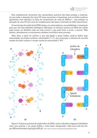11
Esse empilhamento decorrente das características químicas das bases protege a molécula,
vez que reduz a absorção dos raios UV (esse mecanismo é importante, pois os ácidos nucleicos
apresentam forte absorção na faixa de comprimento de onda de 260nm) – essa redução na
absorção de raios UV por conta do empilhamento das bases é chamado de efeito hipocrômico.
A manutenção da molécula de DNA íntegra, em outras palavras, sua estabilidade, é importante
para que não haja distúrbios fisiológicos (alterações na estrutura química do DNA das células
pode causar um distúrbio cada vez mais comum e que pode levar à morte, o câncer). Mais
adiante, abordaremos os mecanismos celulares envolvidos nesse processo.
Além disso, a partir do carbono a que está ligado o grupo fosfato, pode-se definir duas
extremidades nos ácidos nucleicos, extremidade 5’ e 3’; por convenção, a estrutura de uma fita
simples de ácido nucleico é sempre escrita da extremidade 5’3’.
Figura 4. Estrutura primária da dupla hélice do DNA, sendo indicadas as ligações fosfodiéster
entre uma pentose e um grupo fosfato e entre bases nitrogenadas. http://www.ncbi.nlm.nih.
gov:80/books/bookres.fcgi/mga/ch2f2.gif. Fonte: http://www.biomol.org/historia/propduplahelice.shtml.
 