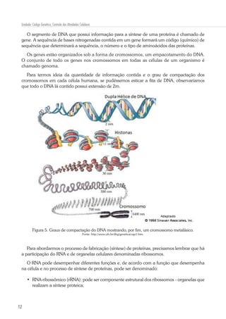 12
Unidade: Código Genético, Controle das Atividades Celulares
O segmento de DNA que possui informação para a síntese de uma proteína é chamado de
gene. A sequência de bases nitrogenadas contida em um gene formará um código (químico) de
sequência que determinará a sequência, o número e o tipo de aminoácidos das proteínas.
Os genes estão organizados sob a forma de cromossomos, um empacotamento do DNA.
O conjunto de todo os genes nos cromossomos em todas as células de um organismo é
chamado genoma.
Para termos ideia da quantidade de informação contida e o grau de compactação dos
cromossomos em cada célula humana, se pudéssemos esticar a fita de DNA, observaríamos
que todo o DNA lá contido possui extensão de 2m.
Figura 5. Graus de compactação do DNA mostrando, por fim, um cromossomo metafásico.
Fonte: http://www.ufv.br/dbg/genetica/cap1.htm.
Para abordarmos o processo de fabricação (síntese) de proteínas, precisamos lembrar que há
a participação do RNA e de organelas celulares denominadas ribossomos.
O RNA pode desempenhar diferentes funções e, de acordo com a função que desempenha
na célula e no processo de síntese de proteínas, pode ser denominado:
•	 RNA ribossômico (rRNA): pode ser componente estrutural dos ribossomos - organelas que
realizam a síntese proteica;
 