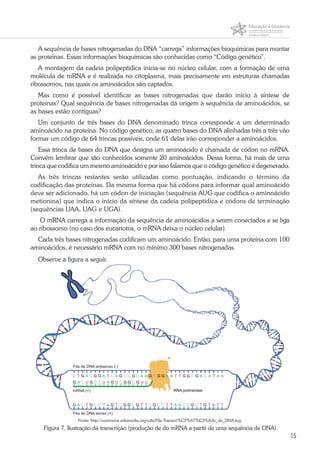 15
A sequência de bases nitrogenadas do DNA “carrega” informações bioquímicas para montar
as proteínas. Essas informações bioquímicas são conhecidas como “Código genético”.
A montagem da cadeia polipeptídica inicia-se no núcleo celular, com a formação de uma
molécula de mRNA e é realizada no citoplasma, mais precisamente em estruturas chamadas
ribossomos, nas quais os aminoácidos são captados.
Mas como é possível identificar as bases nitrogenadas que darão início à síntese de
proteínas? Qual sequência de bases nitrogenadas dá origem à sequência de aminoácidos, se
as bases estão contíguas?
Um conjunto de três bases do DNA denominado trinca corresponde a um determinado
aminoácido na proteína. No código genético, as quatro bases do DNA alinhadas três a três vão
formar um código de 64 trincas possíveis, onde 61 delas irão corresponder a aminoácidos.
Essa trinca de bases do DNA que designa um aminoácido é chamada de códon no mRNA.
Convém lembrar que são conhecidos somente 20 aminoácidos. Dessa forma, há mais de uma
trinca que codifica um mesmo aminoácido e por isso falamos que o código genético é degenerado.
As três trincas restantes serão utilizadas como pontuação, indicando o término da
codificação das proteínas. Da mesma forma que há códons para informar qual aminoácido
deve ser adicionado, há um códon de iniciação (sequência AUG que codifica o aminoácido
metionina) que indica o início da síntese da cadeia polipeptídica e códons de terminação
(sequências UAA, UAG e UGA).
O mRNA carrega a informação da sequência de aminoácidos a serem conectados e se liga
ao ribossomo (no caso dos eucariotos, o mRNA deixa o núcleo celular).
Cada três bases nitrogenadas codificam um aminoácido. Então, para uma proteína com 100
aminoácidos, é necessário mRNA com no mínimo 300 bases nitrogenadas.
Observe a figura a seguir.
Fonte: http://commons.wikimedia.org/wiki/File:Transcri%C3%A7%C3%A3o_de_DNA.svg.
Figura 7. Ilustração da transcrição (produção de do mRNA a partir de uma sequência de DNA).
 