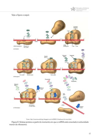 17
Veja a figura a seguir.
Fonte: http://viveromundohoje.blogspot.com.br/2009/11/traducao-do-mrna.html.
Figura 8. Síntese proteica a partir do momento em que o mRNA está conectado à subunidade
menor do ribossomo.
 