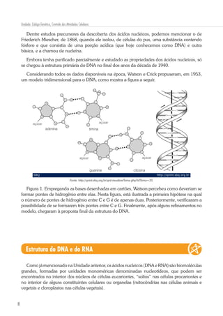 8
Unidade: Código Genético, Controle das Atividades Celulares
Dentre estudos precursores da descoberta dos ácidos nucleicos, podemos mencionar o de
Friederich Miescher, de 1868, quando ele isolou, de células do pus, uma substância contendo
fósforo e que consistia de uma porção acídica (que hoje conhecemos como DNA) e outra
básica, e a chamou de nucleína.
Embora tenha purificado parcialmente e estudado as propriedades dos ácidos nucleicos, só
se chegou à estrutura primária do DNA no final dos anos da década de 1940.
Considerando todos os dados disponíveis na época, Watson e Crick propuseram, em 1953,
um modelo tridimensional para o DNA, como mostra a figura a seguir.
Fonte: http://qnint.sbq.org.br/qni/visualizarTema.php?idTema=33.
Figura 1. Empregando as bases desenhadas em cartões, Watson percebeu como deveriam se
formar pontes de hidrogênio entre elas. Nesta figura, está ilustrada a primeira hipótese na qual
o número de pontes de hidrogênio entre C e G é de apenas duas. Posteriormente, verificaram a
possibilidade de se formarem três pontes entre C e G. Finalmente, após alguns refinamentos no
modelo, chegaram à proposta final da estrutura do DNA.
Estrutura do DNA e do RNA
Como já mencionado na Unidade anterior, os ácidos nucleicos (DNA e RNA) são biomoléculas
grandes, formadas por unidades monoméricas denominadas nucleotídeos, que podem ser
encontrados no interior dos núcleos de células eucariontes, “soltos” nas células procariontes e
no interior de alguns constituintes celulares ou organelas (mitocôndrias nas células animais e
vegetais e cloroplastos nas células vegetais).
 
