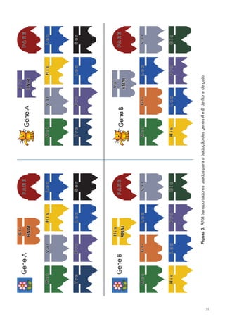 31
RNAt
Gli
GeneA
MetValHisLeu
TreProLeuSer
PARE
GeneA
Leu
Leu
ValMetHis
ProTreSer
PARE
Pro
RNAt
GeneBPARE
GliMetValLeu
GluProLeuHis
His
RNAtGeneBPARE
ValLeu
Leu
GliMet
GluProHis
Val
RNAt
Figura3.RNAtransportadoresusadosparaatraduçãodosgenesAeBdefloredegato.
 