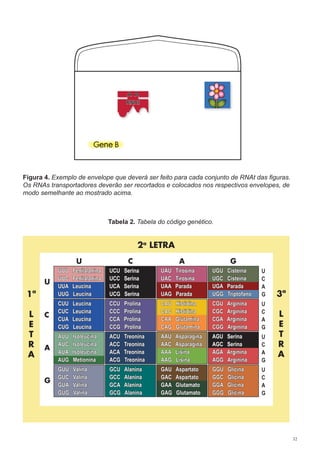32
Gene B
RNAt
A A
Figura 4. Exemplo de envelope que deverá ser feito para cada conjunto de RNAt das figuras. Os RNAs transportadores
deverão ser recortados e colocados nos respectivos envelopes, de modo semelhante ao mostrado acima.
UUU Fenilalanina
UUC Fenilalanina
UUA Leucina
UUG Leucina
CUU Leucina
CUC Leucina
CUA Leucina
CUG Leucina
AUU Isoleucina
AUC Isoleucina
AUA Isoleucina
AUG Metionina
GUU Valina
GUC Valina
GUA Valina
GUG Valina
UAU Tirosina
UAC Tirosina
UAA Parada
UAG Parada
CAU Histidina
CAC Histidina
CAA Glutamina
CAG Glutamina
AAU Asparagina
AAC Asparagina
AAA Lisina
AAG Lisina
GAU Aspartato
GAC Aspartato
GAA Glutamato
GAG Glutamato
UCU Serina
UCC Serina
UCA Serina
UCG Serina
CCU Prolina
CCC Prolina
CCA Prolina
CCG Prolina
ACU Treonina
ACC Treonina
ACA Treonina
ACG Treonina
GCU Alanina
GCC Alanina
GCA Alanina
GCG Alanina
UGU Cisteína
UGC Cisteína
UGA Parada
UGG Triptofano
CGU Arginina
CGC Arginina
CGA Arginina
CGG Arginina
AGU Serina
AGC Serina
AGA Arginina
AGG Arginina
GGU Glicina
GGC Glicina
GGA Glicina
GGG Glicina
U
C
A
G
U
C
A
G
U
C
A
G
U
C
A
G
U C A G
U
C
A
G
2a
LETRA
3ª
L
E
T
R
A
1ª
L
E
T
R
A
Tabela 2. Tabela do código genético.
Figura 4. Exemplo de envelope que deverá ser feito para cada conjunto de RNAt das ﬁguras.
Os RNAs transportadores deverão ser recortados e colocados nos respectivos envelopes, de
modo semelhante ao mostrado acima.
UUU Fenilalanina
UUC Fenilalanina
UUA Leucina
UUG Leucina
CUU Leucina
CUC Leucina
CUA Leucina
CUG Leucina
AUU Isoleucina
AUC Isoleucina
AUA Isoleucina
AUG Metionina
GUU Valina
GUC Valina
GUA Valina
GUG Valina
UAU Tirosina
UAC Tirosina
UAA Parada
UAG Parada
CAU Histidina
CAC Histidina
CAA Glutamina
CAG Glutamina
AAU Asparagina
AAC Asparagina
AAA Lisina
AAG Lisina
GAU Aspartato
GAC Aspartato
GAA Glutamato
GAG Glutamato
UCU Serina
UCC Serina
UCA Serina
UCG Serina
CCU Prolina
CCC Prolina
CCA Prolina
CCG Prolina
ACU Treonina
ACC Treonina
ACA Treonina
ACG Treonina
GCU Alanina
GCC Alanina
GCA Alanina
GCG Alanina
UGU Cisteína
UGC Cisteína
UGA Parada
UGG Triptofano
CGU Arginina
CGC Arginina
CGA Arginina
CGG Arginina
AGU Serina
AGC Serina
AGA Arginina
AGG Arginina
GGU Glicina
GGC Glicina
GGA Glicina
GGG Glicina
U
C
A
G
U
C
A
G
U
C
A
G
U
C
A
G
U C A G
U
C
A
G
2a
LETRA
3ª
L
E
T
R
A
1ª
L
E
T
R
A
Tabela 2. Tabela do código genético.
 