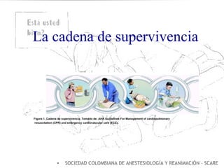 La cadena de supervivencia Figura 1. Cadena de supervivencia.  Tomado de: AHA Guidelines For Management of cardiopulmonary resuscitation (CPR) and emergency cardiovascular care (ECC). SOCIEDAD COLOMBIANA DE ANESTESIOLOGÍA Y REANIMACIÓN - SCARE 