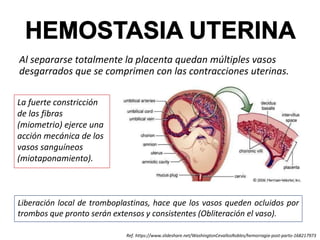 Al separarse totalmente la placenta quedan múltiples vasos
desgarrados que se comprimen con las contracciones uterinas.
La fuerte constricción
de las fibras
(miometrio) ejerce una
acción mecánica de los
vasos sanguíneos
(miotaponamiento).
Liberación local de tromboplastinas, hace que los vasos queden ocluidos por
trombos que pronto serán extensos y consistentes (Obliteración el vaso).
Ref. https://www.slideshare.net/WashingtonCevallosRobles/hemorragia-post-parto-168217973
 