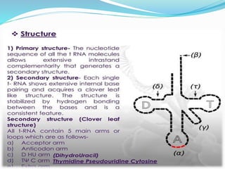 coding &non coding DNA molecular biology.pdf | Genetics | Science