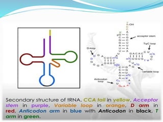 coding &non coding DNA molecular biology.pdf | Genetics | Science