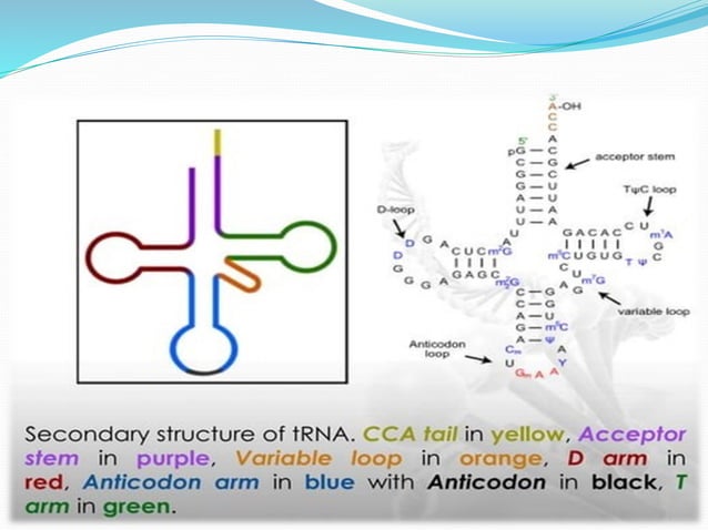 coding &non coding DNA molecular biology.pdf | Genetics | Science