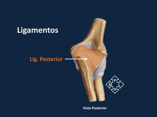 Ligamentos


   Lig. Posterior


                                          P
                                      M       L
                                          D



                    Vista Posterior
 