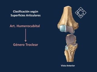 P
 Clasificación según                       M       L
Superficies Articulares                        D



Art. Humerocubital




 Género Troclear




                          Vista Anterior
 