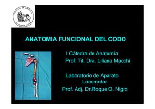 ANATOMIA FUNCIONAL DEL CODO
I Cátedra de Anatomía
Prof. Tit. Dra. Liliana Macchi
Laboratorio de Aparato
Locomotor
Prof. Adj. Dr.Roque O. Nigro
 