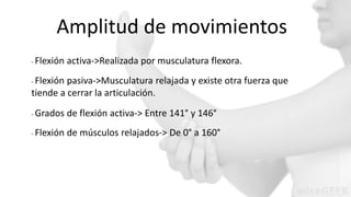 Amplitud de movimientos 
- Flexión activa->Realizada por musculatura flexora. 
- Flexión pasiva->Musculatura relajada y existe otra fuerza que 
tiende a cerrar la articulación. 
- Grados de flexión activa-> Entre 141° y 146° 
- Flexión de músculos relajados-> De 0° a 160° 
 
