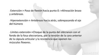 - Extensión-> Paso de flexión hacia punto 0.->Alineación brazo 
y antebrazo. 
- Hiperextensión-> Antebrazo hacia atrás, sobrepasando el eje 
del húmero 
- Límites extensión->Choque de la punta del olécranon con el 
fondo de la fosa olecraniana, por la tensión de la cara anterior 
de la cápsula articular y la resistencia que oponen los 
músculos flexores. 
 