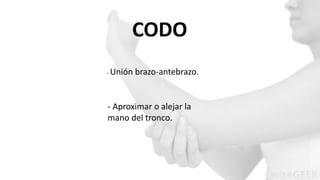 CODO 
- Unión brazo-antebrazo. 
- Aproximar o alejar la 
mano del tronco. 
 