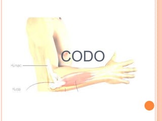Codo | PPTX