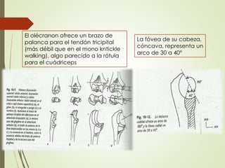 El olécranon ofrece un brazo de
palanca para el tendón tricipital
(más débil que en el mono kntickle
walking), algo parecido a la rótula
para el cuádriceps
La fóvea de su cabeza,
cóncava, representa un
arco de 30 a 40°
 