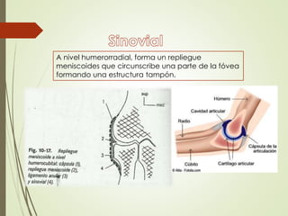 A nivel humerorradial, forma un repliegue
meniscoides que circunscribe una parte de la fóvea
formando una estructura tampón.
 