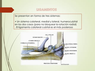 Se presentan en forma de tres sistemas:
• Un sistema colateral, medial y lateral, humerocubital
en los dos casos (para no bloquear la rotación radial)
. El ligamento colateral cubital es el más poderoso
 