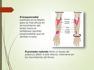 El braquiorradial
participa en la flexión,
pero es más eficaz en
el movimiento del
brazo hacia el
antebrazo (sentido
proximodistal) que en
sentido inverso
El pronador redondo tiene un brazo de
palanca débil; a este efecto, interviene en
los movimientos de finura.
 
