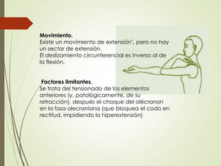 Movimiento.
Existe un movimiento de extensión", pero no hay
un sector de extensión.
El deslizamiento circunferencial es inverso al de
la flexión.
Factores limitantes.
Se trata del tensionado de los elementos
anteriores (y, patológicamente, de su
retracción), después el choque del olécranon
en la fosa olecraniana (que bloquea el codo en
rectitud, impidiendo la hiperextensión)
 