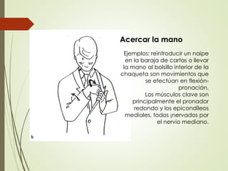 Acercar la mano
Ejemplos: reintroducir un naipe
en la baraja de cartas o llevar
la mano al bolsillo interior de la
chaqueta son movimientos que
se efectúan en flexión-
pronación.
Los músculos clave son
principalmente el pronador
redondo y los epicondíleos
mediales, todos ¡nervados por
el nervio mediano.
 