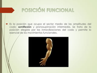  Es la posición que ocupa el sector medio de las amplitudes del
codo: semiflexión y pronosupinación intermedia. Se trata de la
posición elegida por las inmovilizaciones del codo y permite lo
esencial de los movimientos funcionales.
 