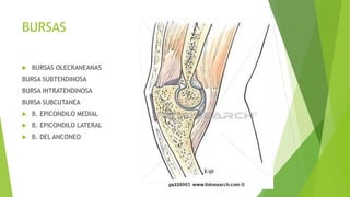 BURSAS
 BURSAS OLECRANEANAS
BURSA SUBTENDINOSA
BURSA INTRATENDINOSA
BURSA SUBCUTANEA
 B. EPICONDILO MEDIAL
 B. EPICONDILO LATERAL
 B. DEL ANCONEO
 