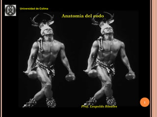 Prof. Leopoldo Rosales Universidad de Colima Anatomía del codo 
