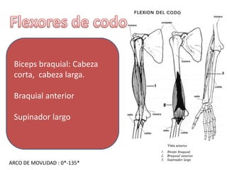 Codo expo | PPTX