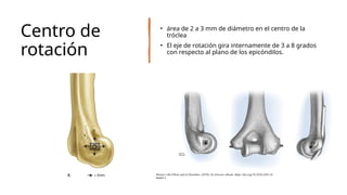 Centro de
rotación
• área de 2 a 3 mm de diámetro en el centro de la
tróclea
• El eje de rotación gira internamente de 3 a 8 grados
con respecto al plano de los epicóndilos.
Morrey’s the Elbow and its Disorders. (2018). En Elsevier eBooks. https://doi.org/10.1016/c2011-0-
06694-2
 