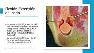 Flexión-Extensión
del codo
• La amplitud fisiológica es de 145°.
Durante el movimiento de flexión,
la superficie cóncava del cúbito
rueda y se desliza sobre la
superficie convexa, la tróclea
humeral.
• La amplitud fisiológica es de 0°,
incluso puede haber una
hiperextensión de hasta 5°.
Morrey’s the Elbow and its Disorders. (2018). En Elsevier eBooks. https://doi.org/10.1016/c2011-0-
06694-2
 