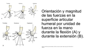 Orientación y magnitud
de las fuerzas en la
superficie articular
humeral por unidad de
fuerza en la mano
durante la flexión (A) y
durante la extensión (B).
Morrey’s the Elbow and its Disorders. (2018). En Elsevier eBooks. https://doi.org/10.1016/c2011-0-
06694-2
 