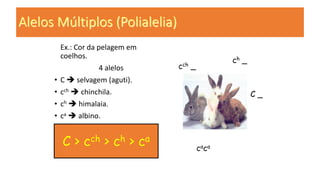 Alelos Múltiplos (Polialelia)
Ex.: Cor da pelagem em
coelhos.
4 alelos
• C  selvagem (aguti).
• cch  chinchila.
• ch  himalaia.
• ca  albino.
C > cch > ch > ca
C _
cch _
ch _
caca
 