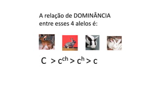 C > cch > ch > c
A relação de DOMINÂNCIA
entre esses 4 alelos é:
 
