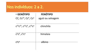 Nos indivíduos: 2 a 2.
• GENÓTIPO FENÓTIPO
CC, Ccch, Cch, Cca aguti ou selvagem
cchcch, cchch, cchca chinchila
chch, chca himalaia
caca albino
 