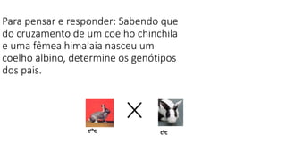 Para pensar e responder: Sabendo que
do cruzamento de um coelho chinchila
e uma fêmea himalaia nasceu um
coelho albino, determine os genótipos
dos pais.
cchc chc
 