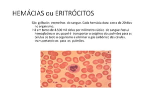 HEMÁCIAS ou ERITRÓCITOS
São glóbulos vermelhos do sangue. Cada hemácia dura cerca de 20 dias
no organismo.
Há em torno de 4.500 mil delas por milímetro cúbico de sangue.Possui
hemoglobina e seu papel é transportar o oxigênio dos pulmões para as
células de todo o organismo e eliminar o gás carbônico das células,
transportando-os para os pulmões.
 