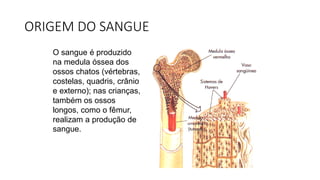 ORIGEM DO SANGUE
O sangue é produzido
na medula óssea dos
ossos chatos (vértebras,
costelas, quadris, crânio
e externo); nas crianças,
também os ossos
longos, como o fêmur,
realizam a produção de
sangue.
 