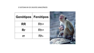 Genótipos Fenótipos
RR Rh+
Rr Rh+
rr Rh-
O SISTEMA RH DE GRUPOS SANGÜÍNEOS
 
