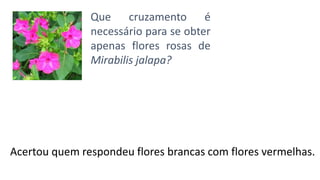 Que cruzamento é
necessário para se obter
apenas flores rosas de
Mirabilis jalapa?
Acertou quem respondeu flores brancas com flores vermelhas.
 